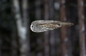 owl_in_flight